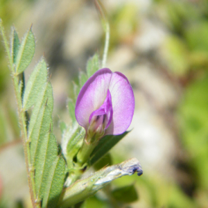 Photographie n°2472906 du taxon Vicia sativa L. [1753]