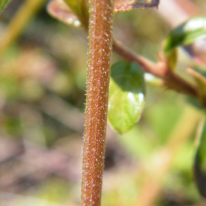 Photographie n°2472908 du taxon Vicia sativa L. [1753]