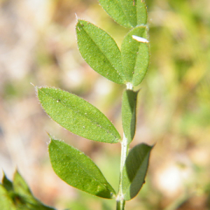 Photographie n°2472912 du taxon Vicia sativa L. [1753]