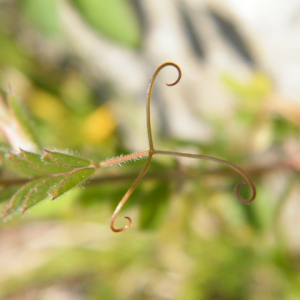 Photographie n°2472914 du taxon Vicia sativa L. [1753]