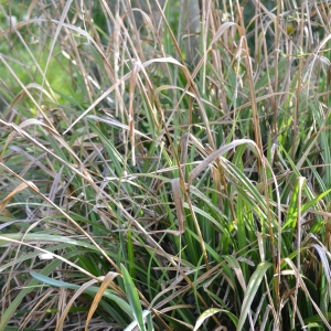 Photographie n°2472915 du taxon Carex pendula Huds.