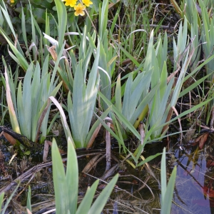 Photographie n°2472943 du taxon Iris pseudacorus L. [1753]