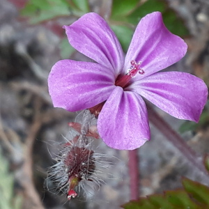 Photographie n°2472951 du taxon Geranium robertianum L. [1753]