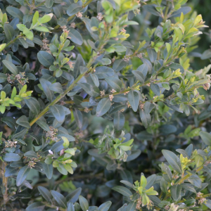 Photographie n°2472967 du taxon Buxus sempervirens L. [1753]