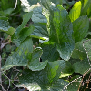 Photographie n°2472975 du taxon Arum maculatum L. [1753]