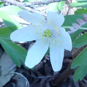 Photographie n°2473008 du taxon Anemone nemorosa L. [1753]