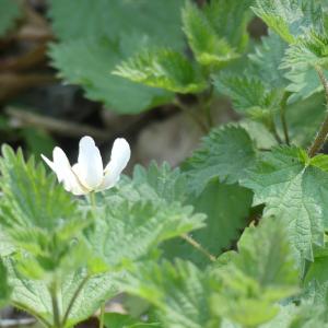 Photographie n°2473009 du taxon Anemone nemorosa L. [1753]