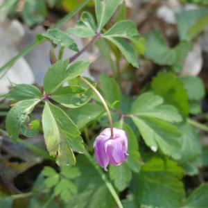 Photographie n°2473010 du taxon Anemone nemorosa L. [1753]