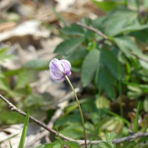 Photographie n°2473011 du taxon Anemone nemorosa L. [1753]