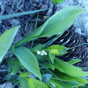 Photographie n°2473014 du taxon Convallaria majalis L. [1753]