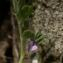  Jean Marc Ringenbach - Vicia lathyroides L. [1753]