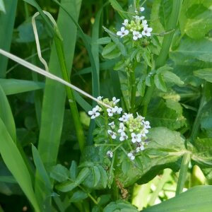 Photographie n°2473047 du taxon Nasturtium officinale R.Br. [1812]