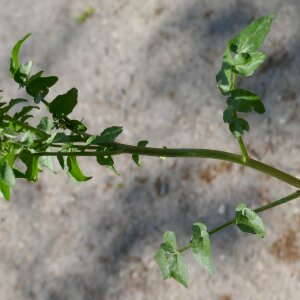 Photographie n°2473048 du taxon Nasturtium officinale R.Br. [1812]