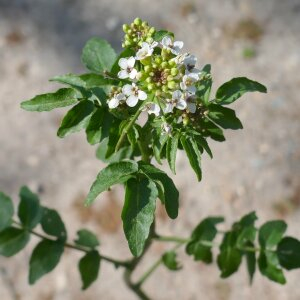 Photographie n°2473049 du taxon Nasturtium officinale R.Br. [1812]