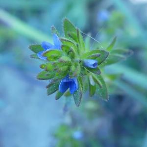 Photographie n°2473053 du taxon Veronica arvensis L. [1753]