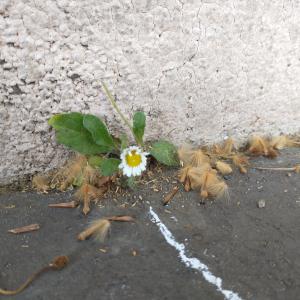 Photographie n°2473058 du taxon Bellis perennis L. [1753]