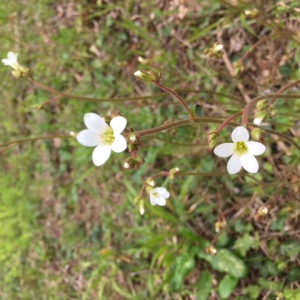 Photographie n°2473070 du taxon Saxifraga hirsuta L. [1759]