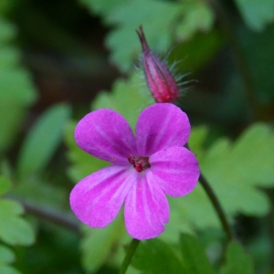 Photographie n°2473116 du taxon Geranium robertianum L. [1753]