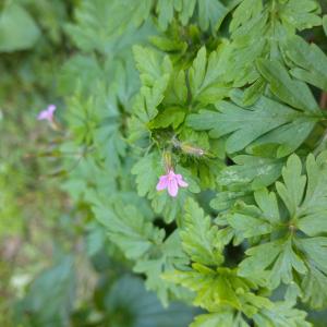 Photographie n°2473120 du taxon Geranium purpureum Vill.