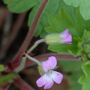 Photographie n°2473126 du taxon Geranium rotundifolium L. [1753]