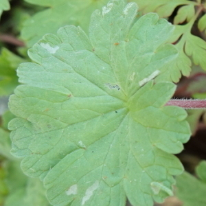 Photographie n°2473128 du taxon Geranium rotundifolium L. [1753]