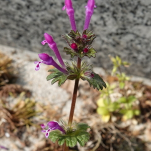 Photographie n°2473132 du taxon Lamium amplexicaule L.