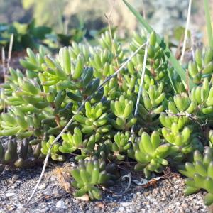 Photographie n°2473152 du taxon Sedum album L. [1753]