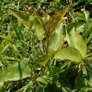 Photographie n°2473164 du taxon Prunus L.