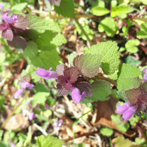 Photographie n°2473172 du taxon Lamium purpureum L. [1753]