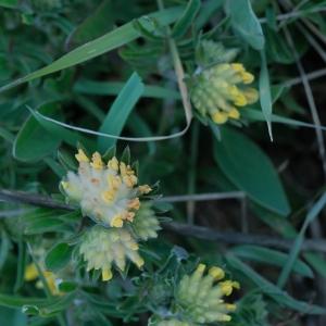 Photographie n°2473187 du taxon Anthyllis vulneraria L. [1753]