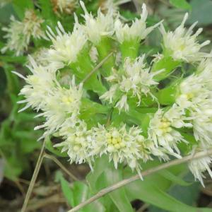 Photographie n°2473194 du taxon Petasites albus (L.) Gaertn. [1791]