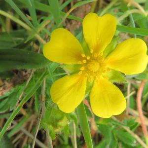 Photographie n°2473199 du taxon Potentilla verna L. [1753]