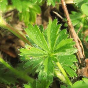 Photographie n°2473200 du taxon Potentilla verna L. [1753]