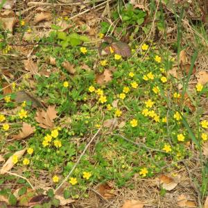 Photographie n°2473201 du taxon Potentilla verna L. [1753]