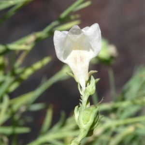 Photographie n°2473229 du taxon Linaria repens (L.) Mill. [1768]