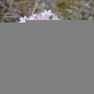 Photographie n°2473239 du taxon Valeriana tuberosa L. [1753]