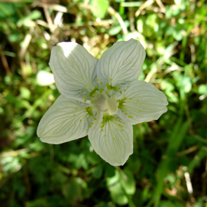 Photographie n°2473256 du taxon Parnassia palustris L. [1753]