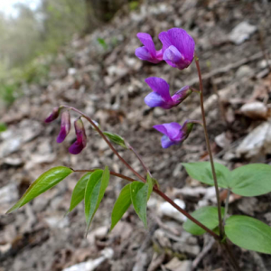 Photographie n°2473273 du taxon Lathyrus vernus (L.) Bernh.