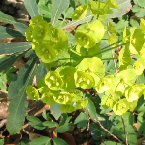  - Euphorbia amygdaloides L. [1753]