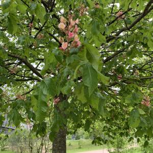 Photographie n°2473334 du taxon Aesculus hippocastanum L. [1753]