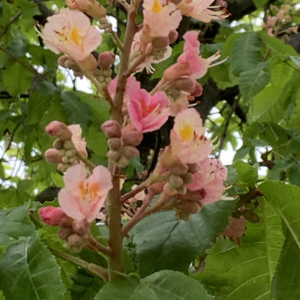 Photographie n°2473335 du taxon Aesculus hippocastanum L. [1753]