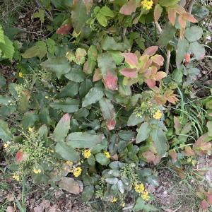 Photographie n°2473348 du taxon Berberis aquifolium Pursh [1814]