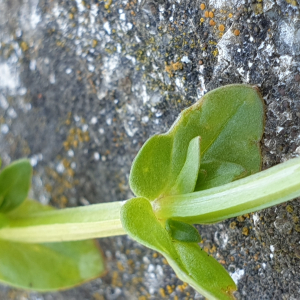 Photographie n°2473351 du taxon Lysimachia arvensis (L.) U.Manns & Anderb. [2009]