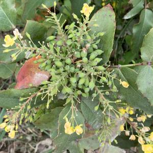 Photographie n°2473355 du taxon Berberis aquifolium Pursh [1814]