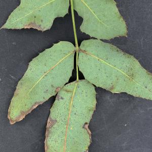 Photographie n°2473358 du taxon Berberis aquifolium Pursh [1814]