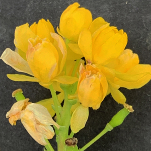 Photographie n°2473361 du taxon Berberis aquifolium Pursh [1814]