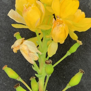 Photographie n°2473362 du taxon Berberis aquifolium Pursh [1814]