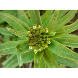 Erysimum cheiranthoides L. subsp. cheiranthoides (Fausse Giroflée)