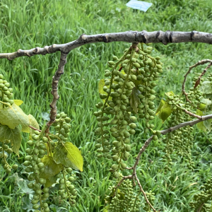 Photographie n°2473377 du taxon Populus nigra L. [1753]