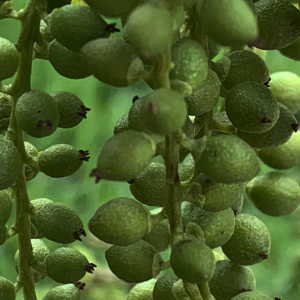 Photographie n°2473378 du taxon Populus nigra L. [1753]